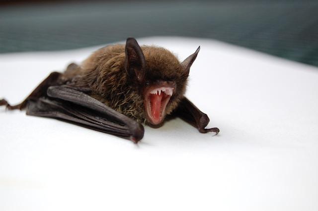 شرطة الحدود الألمانية تصادر شحنة من الخفافيش المقلية مهربة من بلجكيا