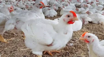 توقعات بانخفاض أسعار الدواجن مع حلول عيد الأضحى المقبل