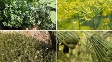 عاجل.. 
                                            ما الفارق بين النباتات الطبية والعطرية؟