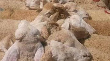 عاجل.. 
                                            وزارة التموين تبدأ إنشاء الشوادر لطرح الخراف الحية للأضاحى الثلاثاء