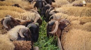 عاجل.. 
                                            طرح خراف وأبقار حية بشوادر الشركة القابضة للصناعات الغذائية.. اعرف الأسعار