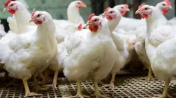 اخر تحديث.. هل تتأثر أسعار الدواجن في مصر بتفشي إنفلونزا الطيور بالبرازيل؟