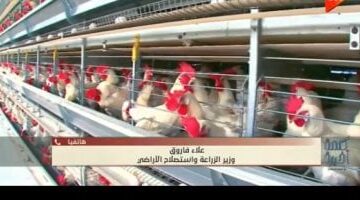 عاجل.. 
                                            وزير الزراعة: لا وباء في الثروة الداجنة ونسب النفوق طبيعية ولا تتجاوز 6%