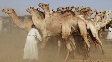 عاجل.. 
                                            إزاى تشترى أضحية من الجمال؟ .. اعرف الإجابة من تجار دراو بأسوان