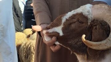 عاجل.. 
                                            الكبش العملاق.. أكبر خروف فى أسواق الإسكندرية وزنه 120 كيلو (فيديو)