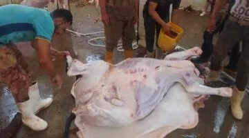 عاجل.. 
                                            قبل عيد الأضحى.. اعرف أماكن المجازر الحكومية لذبح الأضاحى بالإسكندرية