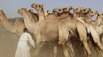 عاجل.. 
                                            انتعاشة فى سوق الجمال بمدينة دراو بأسوان قبل عيد الأضحى