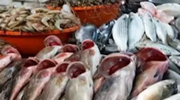 ارتفاع أسعار الجمبري والسمك اليوم الثلاثاء 20 مايو 2025 في سوق العبور