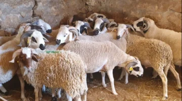 في الأردن الأسواق تعج بالحركة وأسعار اللحوم اليوم الأحد 27-5-2025 استعدادًا للعيد