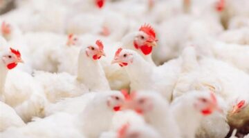 انخفاض أم استقرار أسعار الفراخ البيضاء في بورصة الدواجن والأسواق