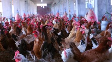 انخفاض جديد في الأسواق أسعار الدواجن اليوم الخميس في مصر