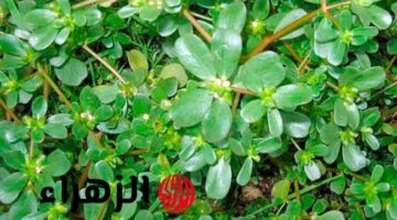 بشرى لكل منزل فوائد مذهلة لنبات الرجلة تحمي صحتك من