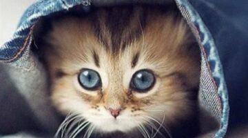 بشرى للرائي ماذا يعني إنقاذ قطة في الحلم وتأثيره على