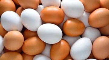 تحديث الأسعار بمزارع القليوبية كم وصل سعر طبق البيض في
