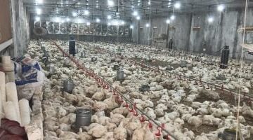 تراجع ملحوظ أسعار الدواجن والبيض بأسواق كفر الشيخ خلال تعاملات